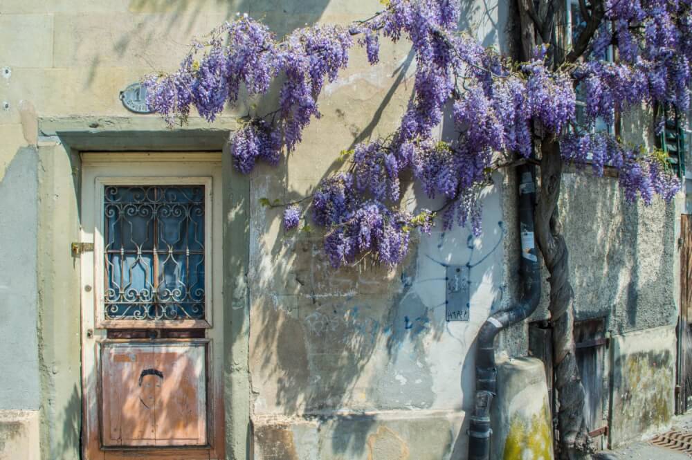 Wisteria draped over an old door in Lucerne, Switzerland