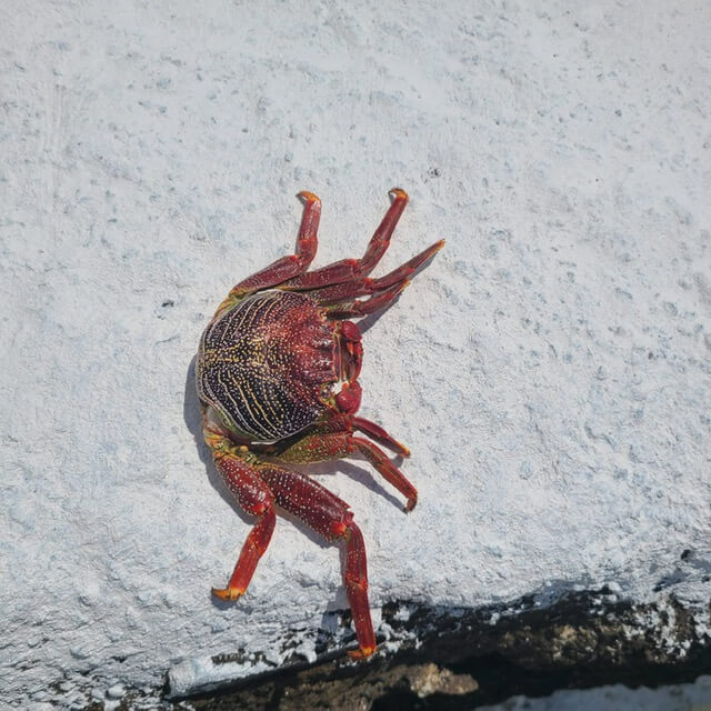 A red crab 
