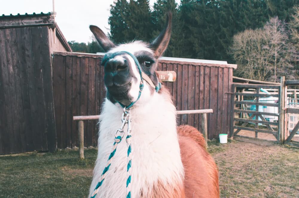 Llama walking in Bavaria! Seriously the best day trip ever from Munich.