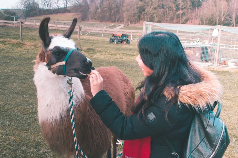 Llama walking in Bavaria! Seriously the best day trip ever from Munich.
