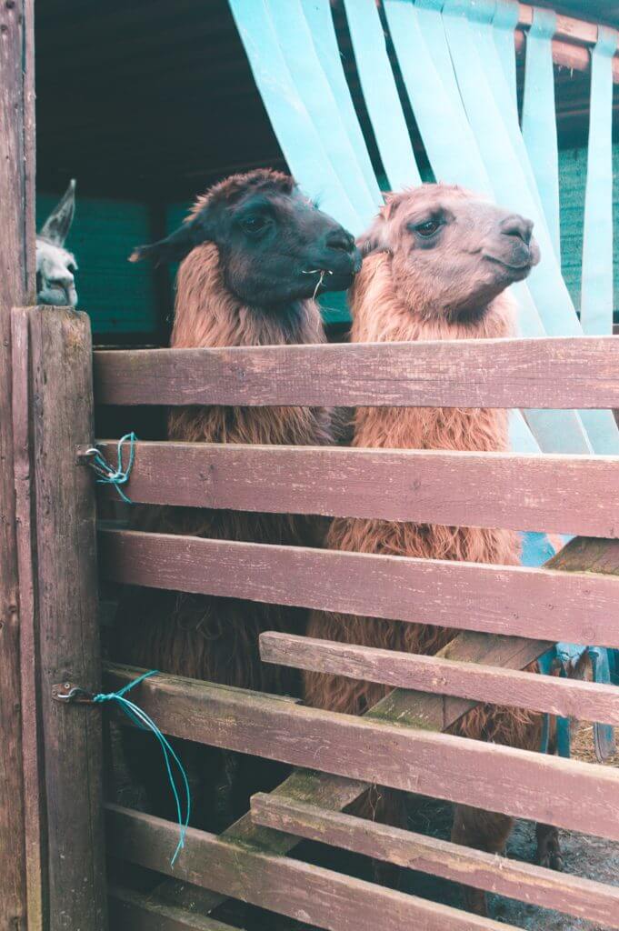 Llama walking in Bavaria! Seriously the best day trip ever from Munich.
