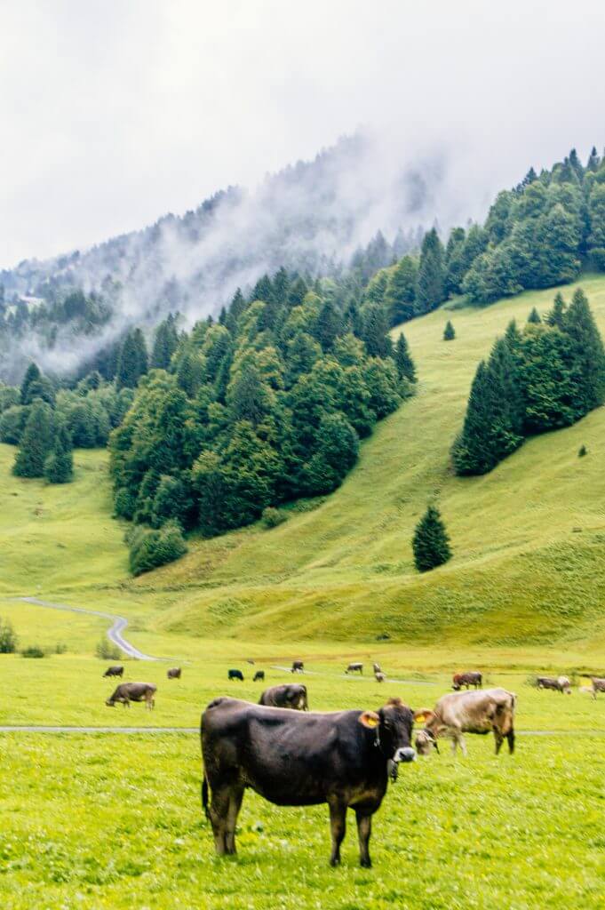 Wow! Who knew the Bregenzerwald in Austria's Vorarlberg was so gorgeous? Discover this amazing hidden gem in Austria through a series of beautiful photos. #Austria