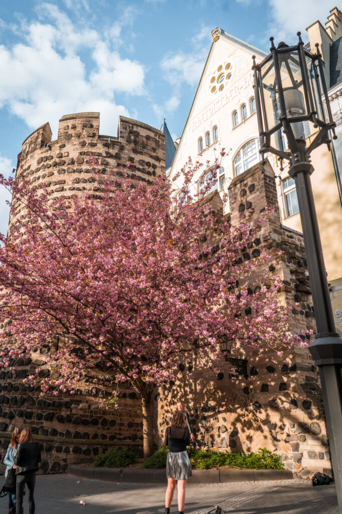 Pink cherry blossom blooming in front of Sterntor in Bonn, Germany