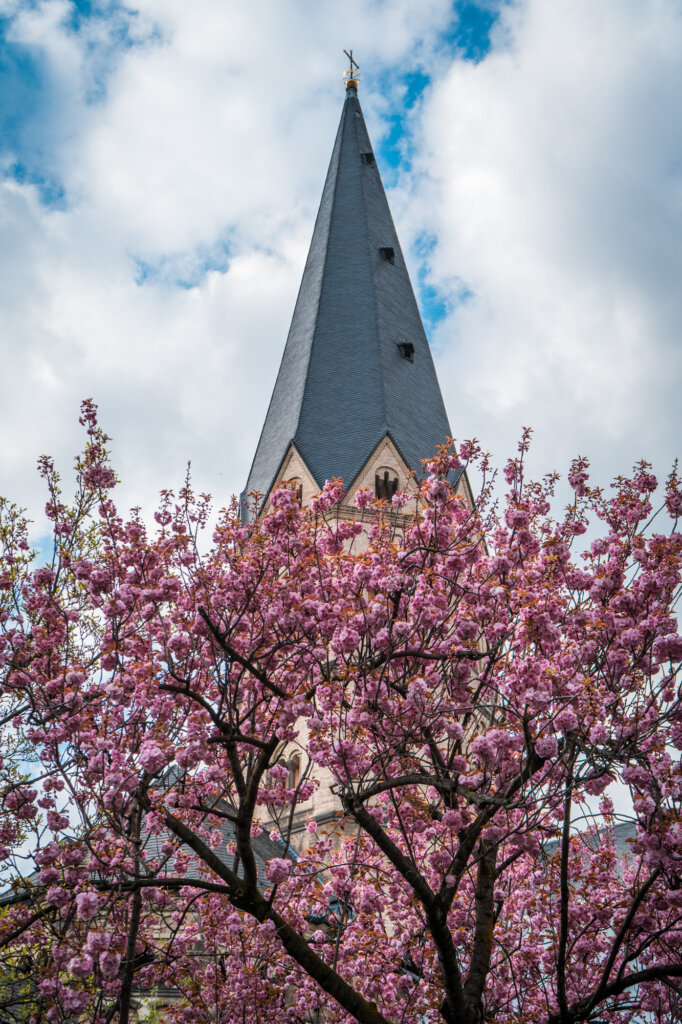 Cherry blossom tree blooming in front of a church in Bonn, Germany 