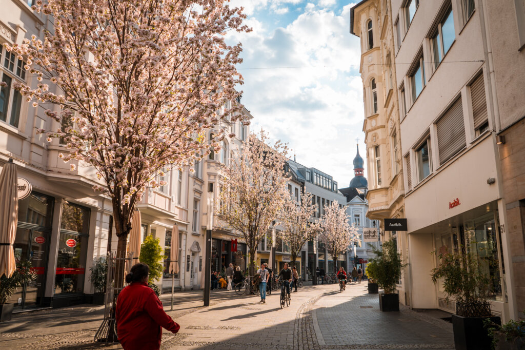 Cherry blossoms on a shopping street in downtown Bonn, Germany