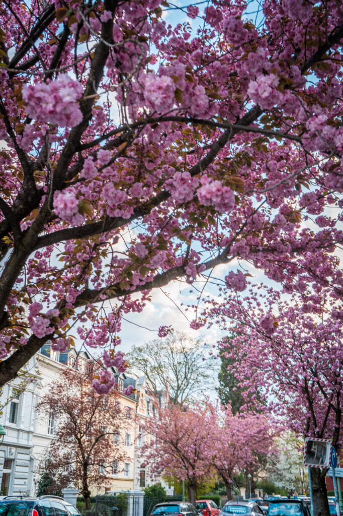 Vibrant flowers in Südstadt, Bonn, Germany