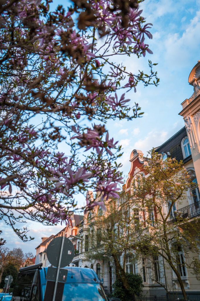 Out of focus flowers in front of a Wilhelmenian townhouse in Bonn, Germany