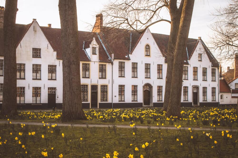 Bruges Beguinage with yellow daffodils blooming at sunset