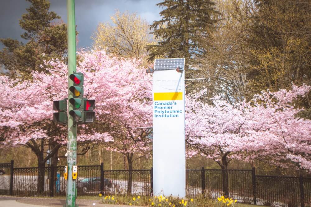 An epic guide on the most gorgeous places to photograph cherry blossoms in Vancouver this year! #Vancouver #CherryBlossoms #Canada #Travel