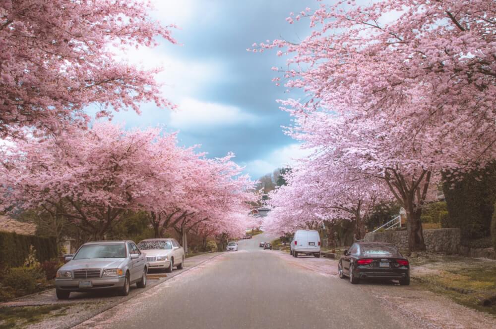 Where to See Cherry Blossoms in Vancouver: Best Places Feb to May