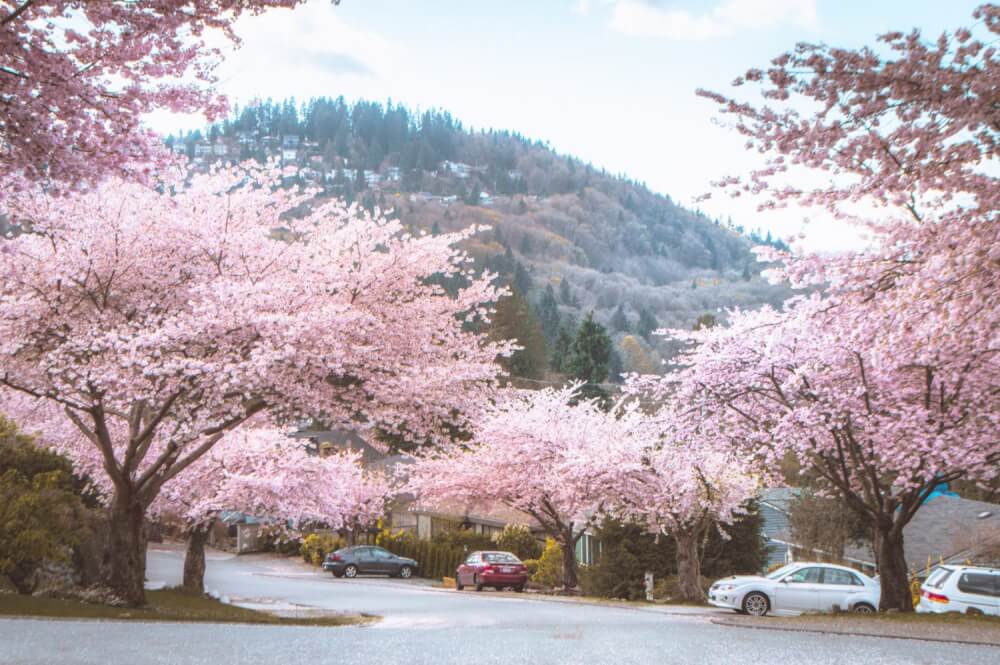 Cherry Blossom Vancouver Bc