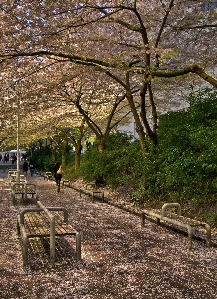 Here's When Vancouver Cherry Blossoms Will Reach Peak Bloom