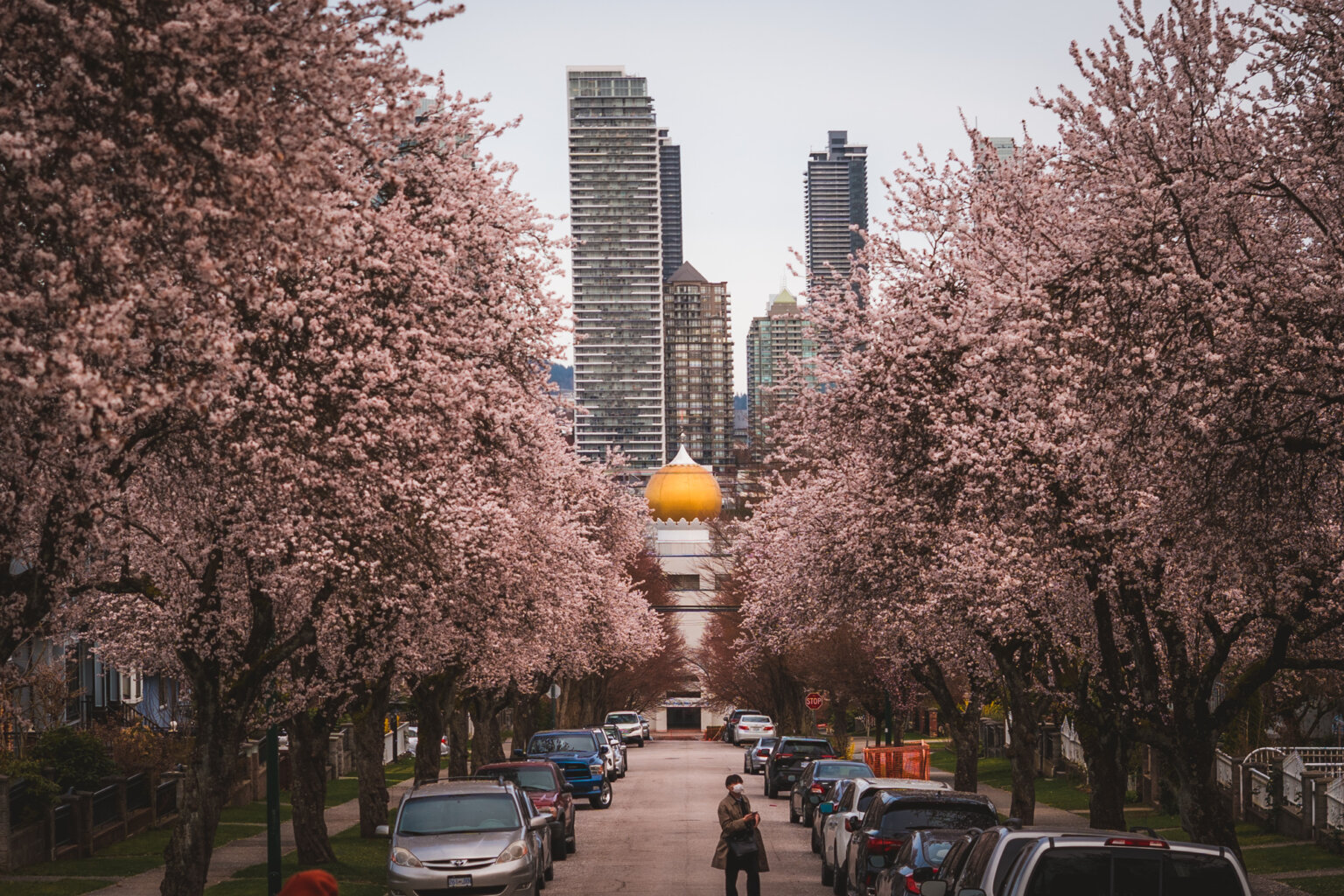 Cherry Blossoms In Vancouver 2024: Where To Take The Best Photos!