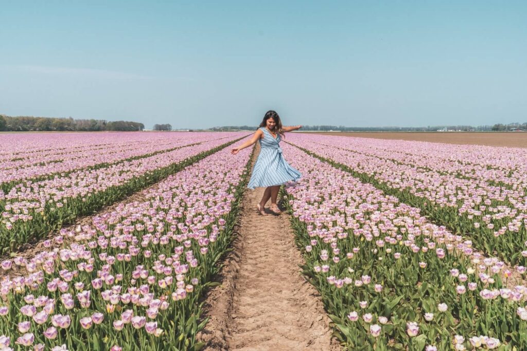 Beautiful free tulip fields in the Netherlands along the Flevoland Tulip Route in the Netherlands