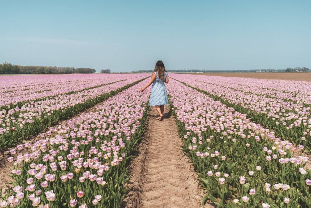 How to visit the famous tulip fields of the Netherlands for FREE! This amazing guide will tell you all the best spots to find tulips away from the tourist crowds, all for free. #Tulips #Netherlands #Europe #Travel