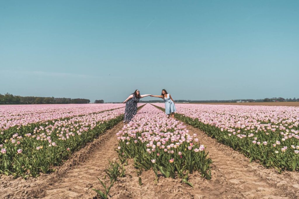 How to visit the famous tulip fields of the Netherlands for FREE! This amazing guide will tell you all the best spots to find tulips away from the tourist crowds, all for free. #Tulips #Netherlands #Europe #Travel