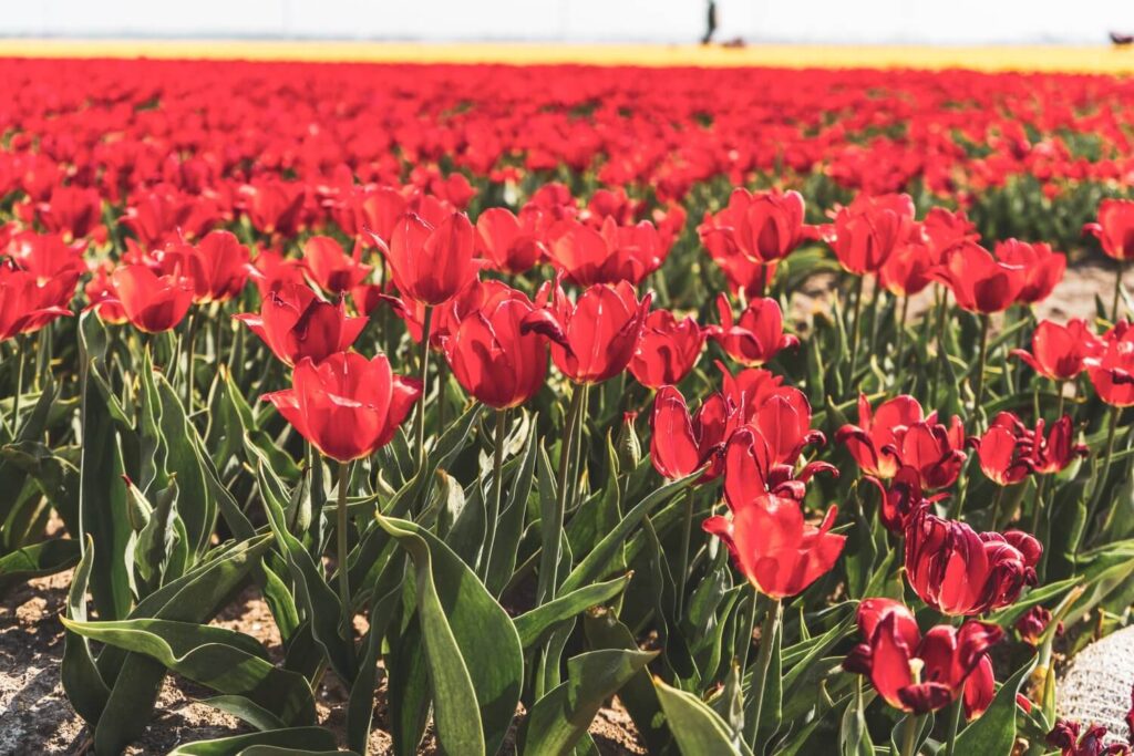 Beautiful free tulip fields in the Netherlands along the Flevoland Tulip Route in the Netherlands