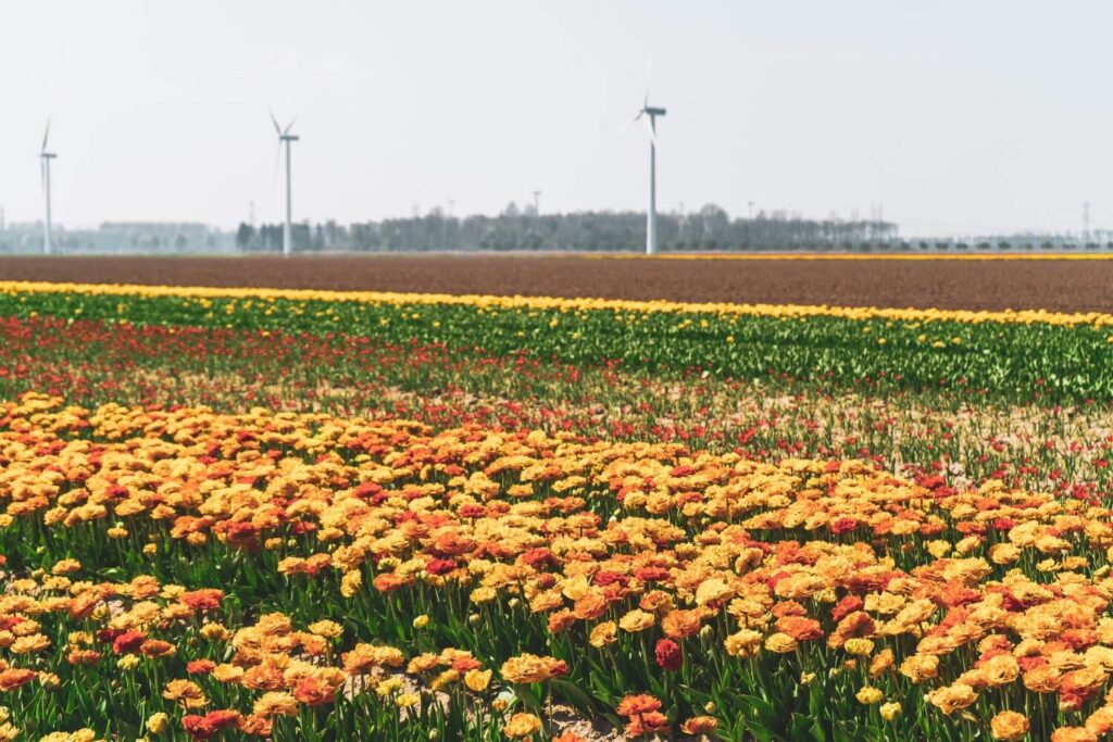 How to visit the famous tulip fields of the Netherlands for FREE! This amazing guide will tell you all the best spots to find tulips away from the tourist crowds, all for free. #Tulips #Netherlands #Europe #Travel