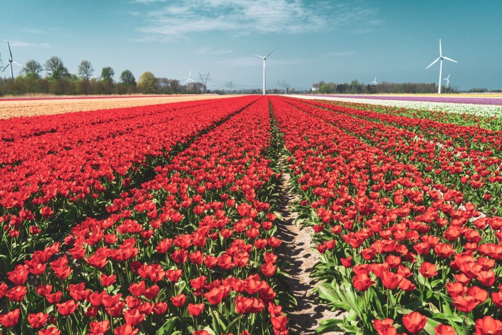 Beautiful free tulip fields in the Netherlands along the Flevoland Tulip Route in the Netherlands