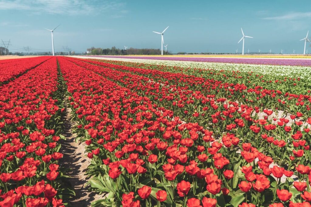 A free tulip field along the Flevoland Tulip Route in the Netherlands