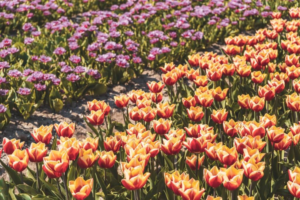How to visit the famous tulip fields of the Netherlands for FREE! This amazing guide will tell you all the best spots to find tulips away from the tourist crowds, all for free. #Tulips #Netherlands #Europe #Travel