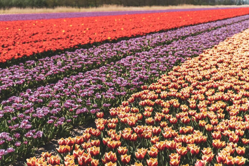 Beautiful free tulip fields in the Netherlands along the Flevoland Tulip Route in the Netherlands