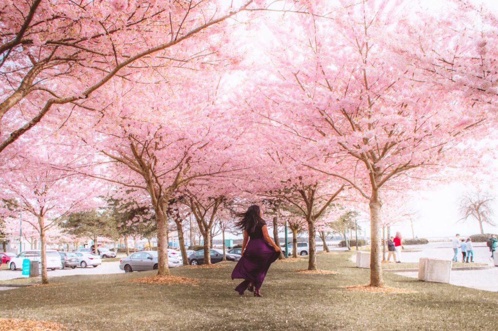 Cherry Blossoms in Vancouver 2024 Where to Take the Best Photos!