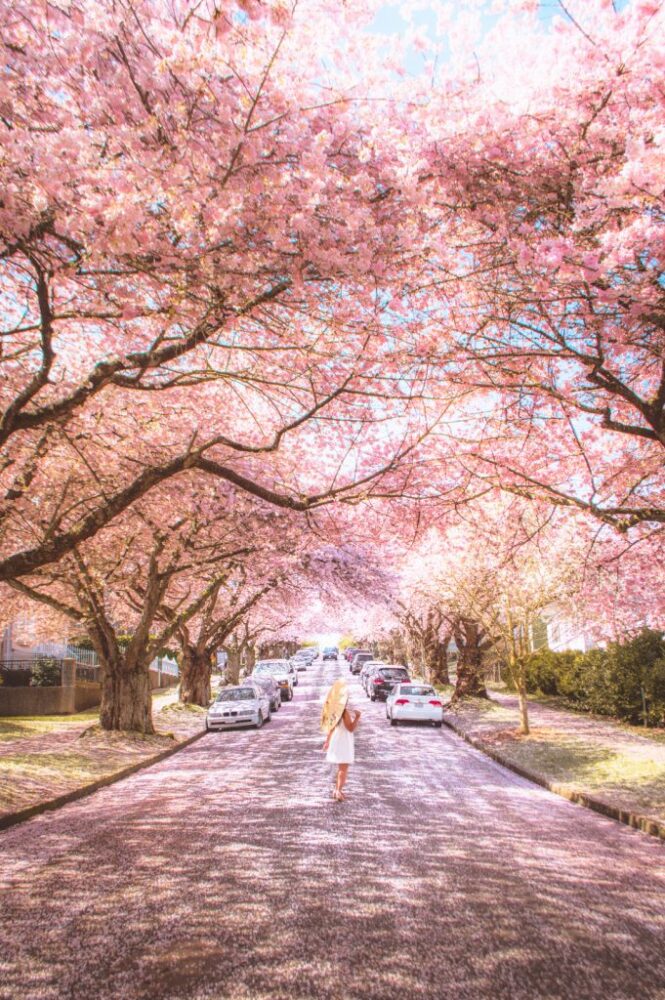 The Best Spots to Photograph Vancouver’s Ridiculously Good Looking Cherry Blossoms
