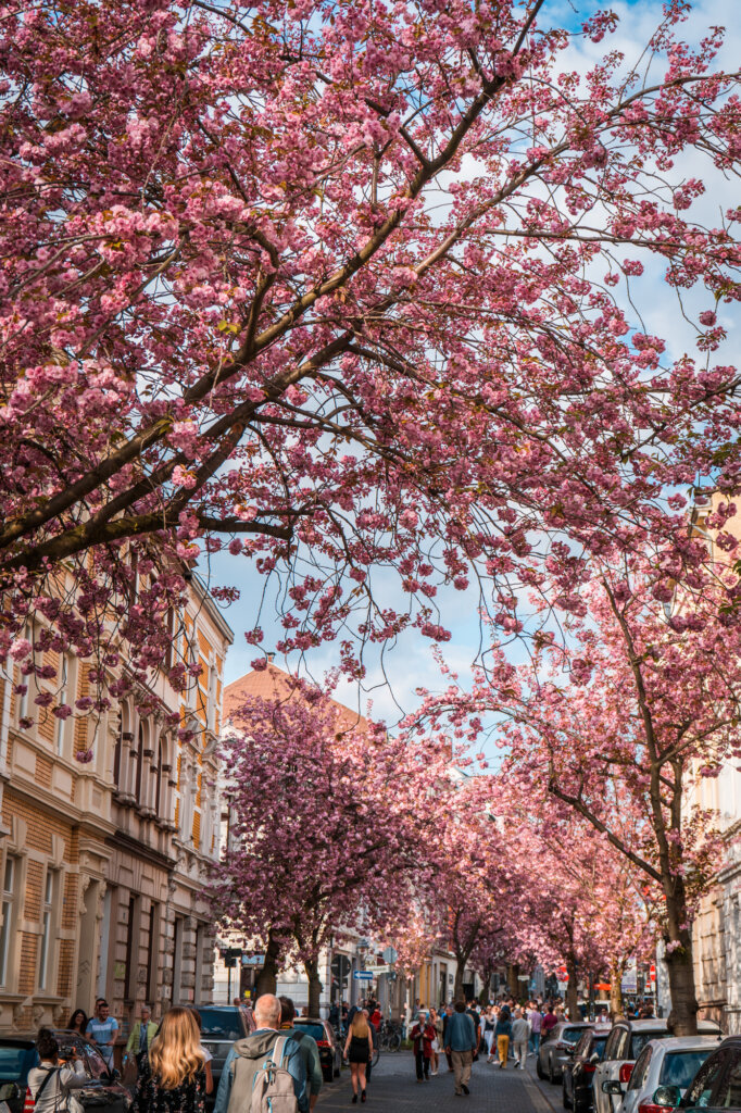 Cherry blossoms with crowds admiring them in Bonn, Germany