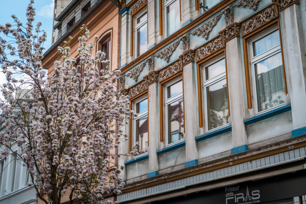 A cherry blossom tree in front of an old building in Bonn, Germany