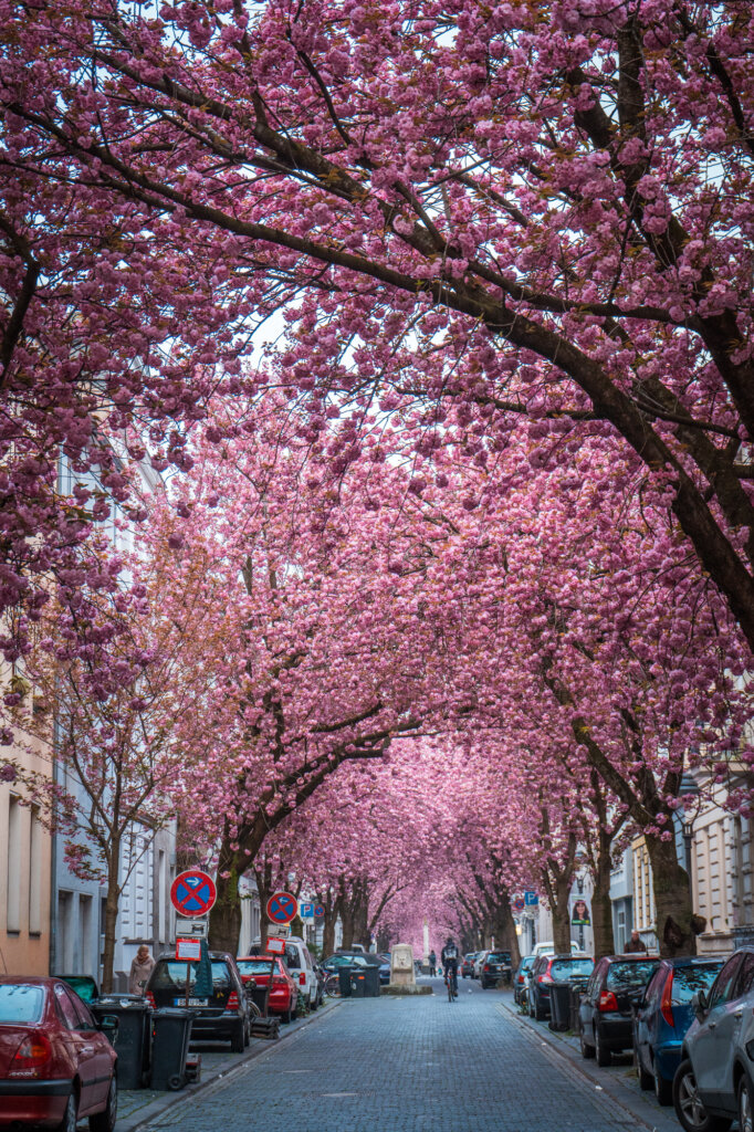 Cherry blossom trees on Heerstrasse in Bonn, Germany
