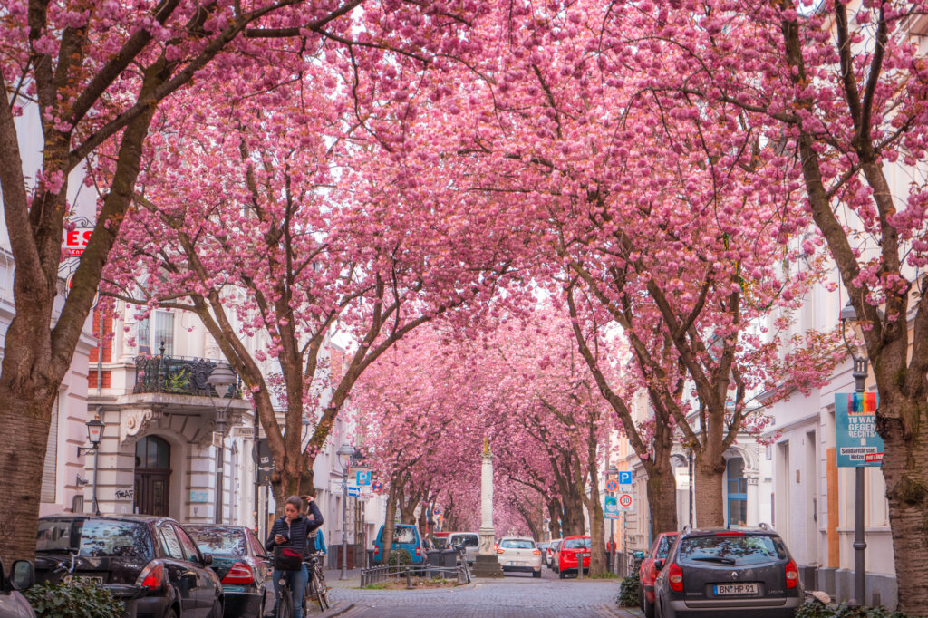 Cherry blossom trees on Heerstrasse in Bonn, Germany