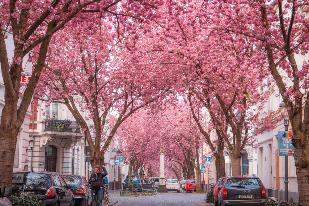 How to Visit the Cherry Blossom Avenue in Bonn, Germany - That One