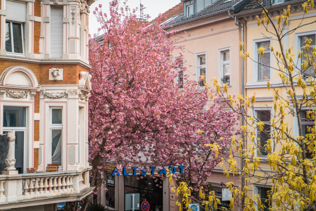Cherry blossom trees lining a street in Bonn, Germany with buildings surrounding them