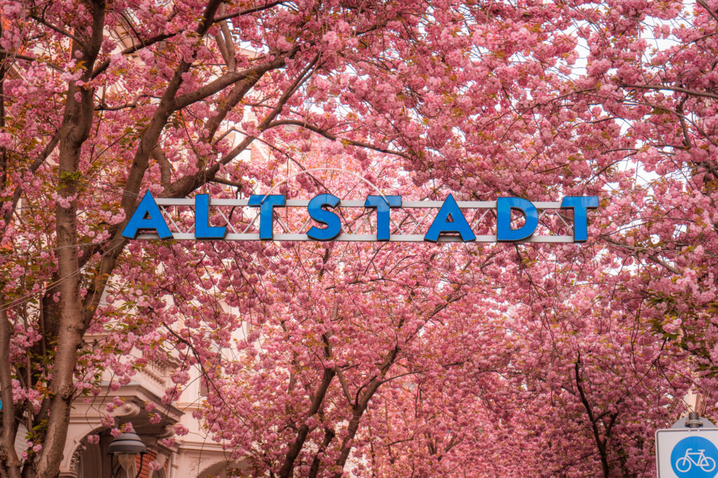 Altstadt sign covered by cherry blossoms in Bonn, Germany