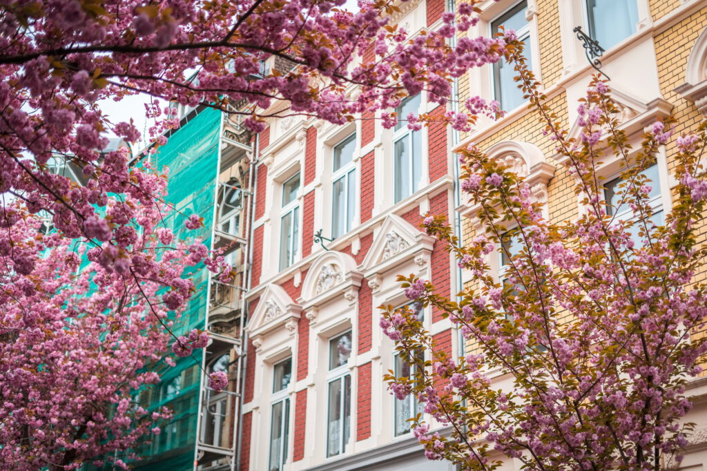 Cherry blossom trees framing a colourful building facade in Bonn, Germany