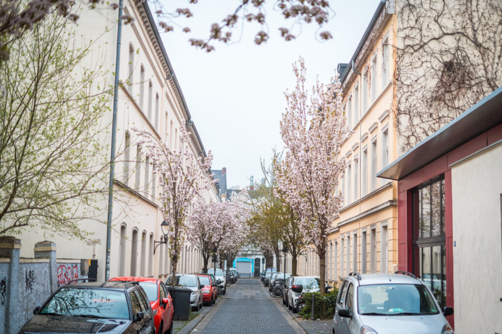 Cherry blossom trees on a street in Bonn, Germany