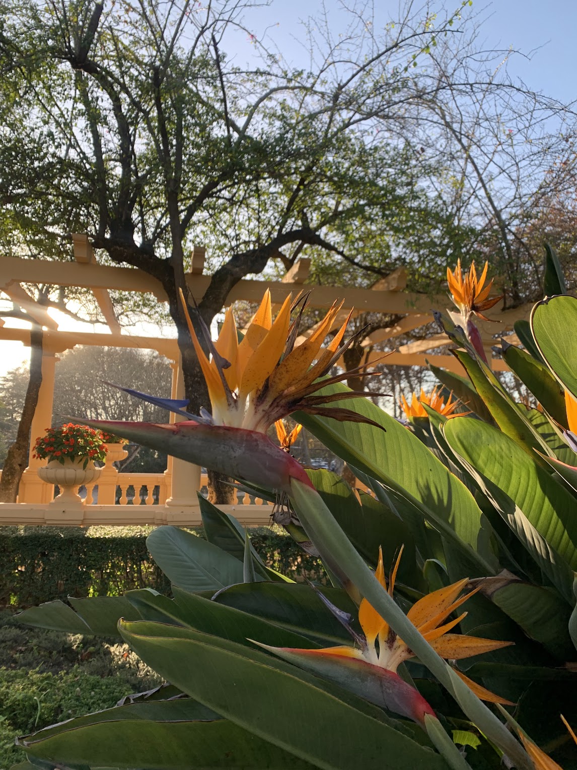 A tropical yellow flower 