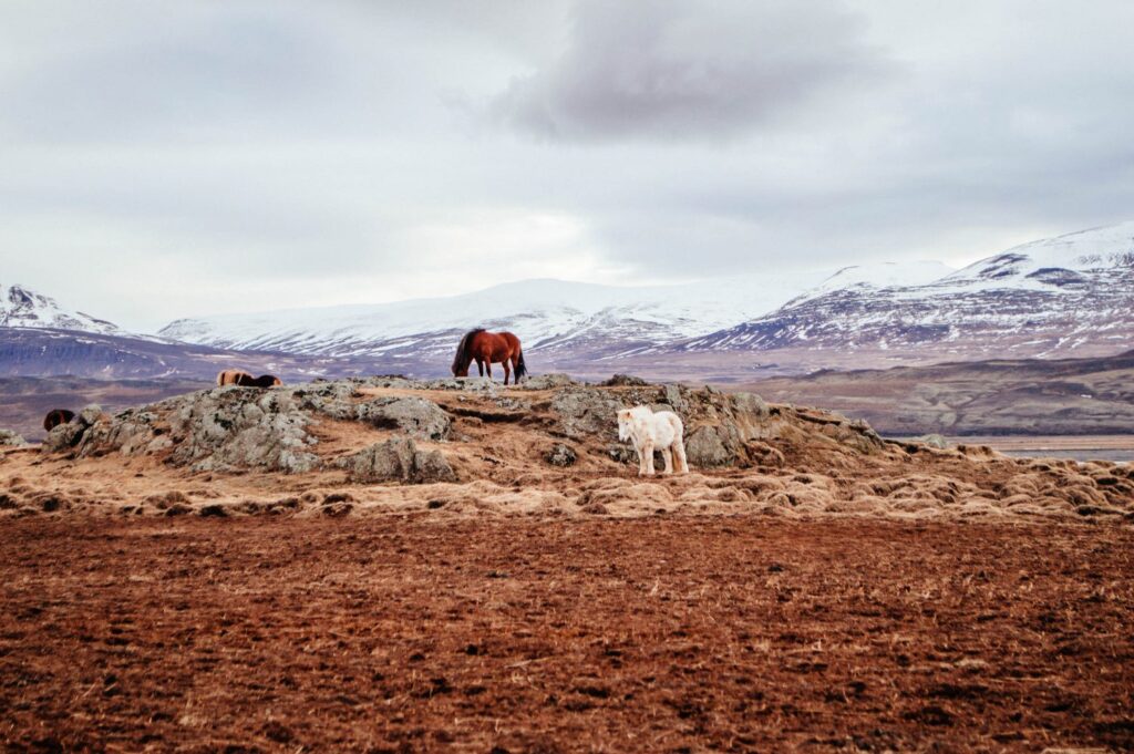 Absolutely incredible Iceland pictures that will inspire you to visit! 31 amazing examples of Iceland photography and solid inspiration for you to travel to Northern Europe and Iceland. #Iceland #Europe #Travel #Photography