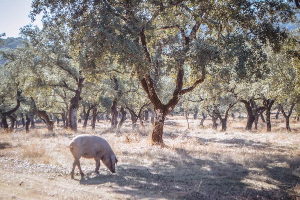 Wow, incredible photos from Sierra de Aracena, Spain, one of Andalusia's most beautiful hidden gems! #Spain #Andalucia #Travel