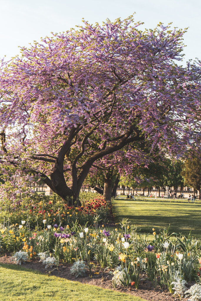 Trees in bloom in Jardins des Tuileries in Paris, France