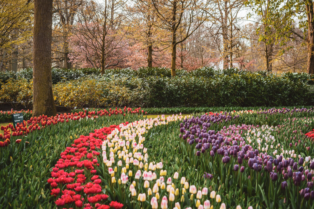 visit keukenhof online