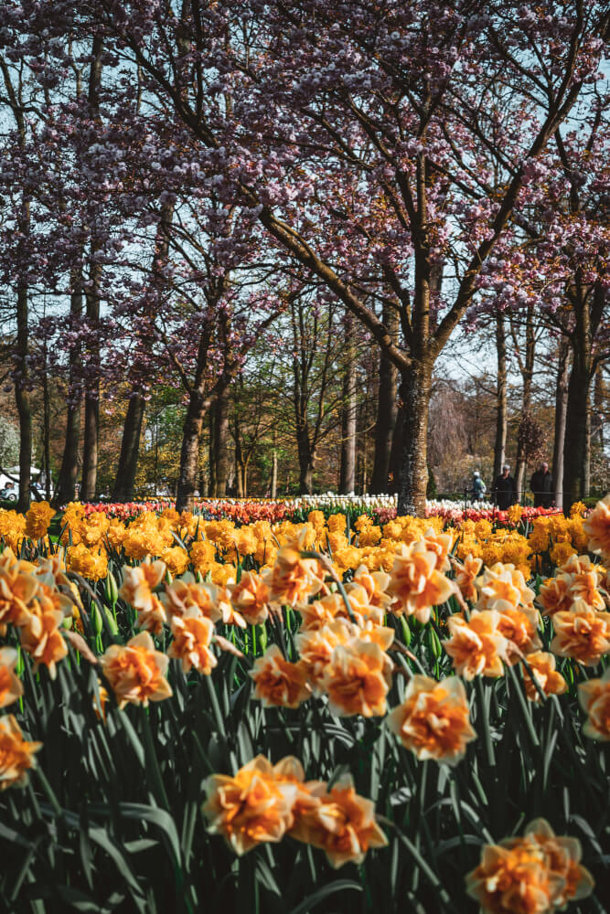 trip from amsterdam to keukenhof