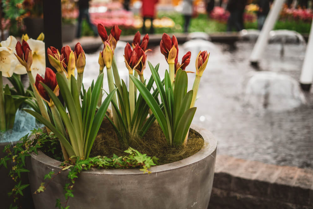 keukenhof tour