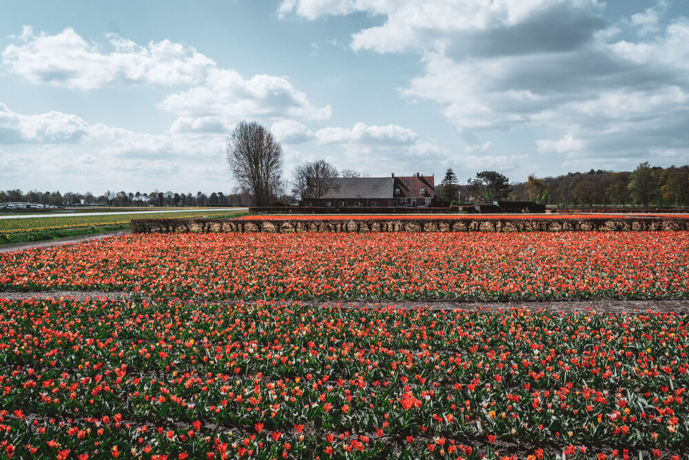 trip from amsterdam to keukenhof