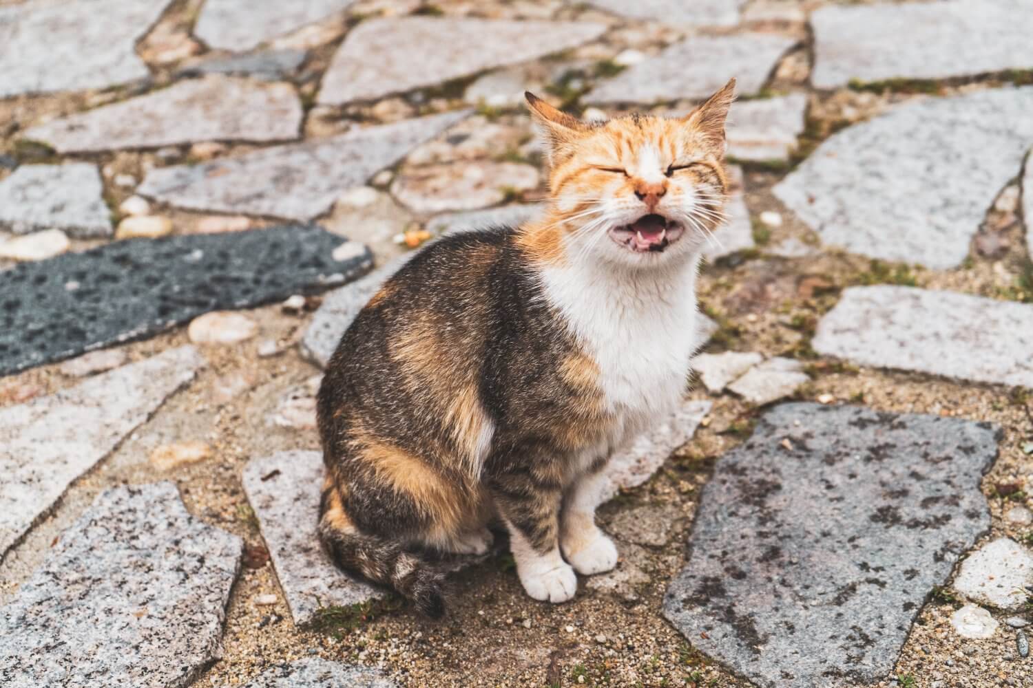 Cat in Bulgaria