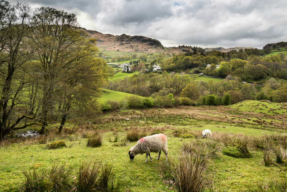 Beautiful green hills with sheep in the Lake District, England.