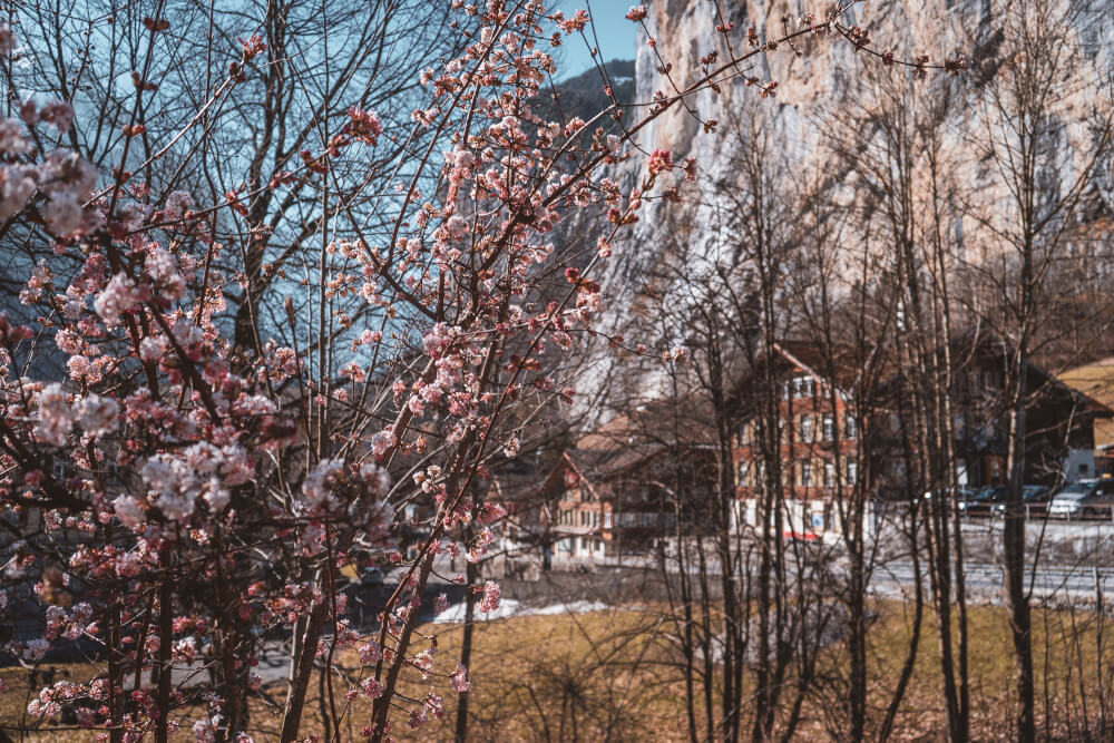 Lauterbrunnen in early Spring with flowers blooming