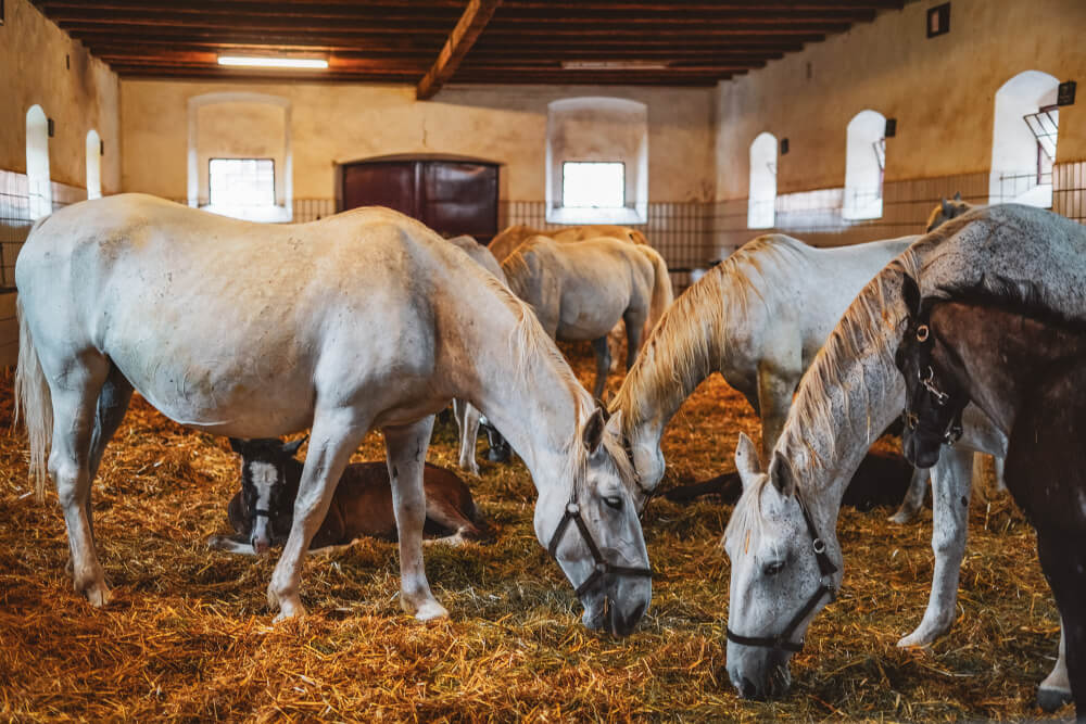 Lipizzaner Stud Farm Piber in Austria