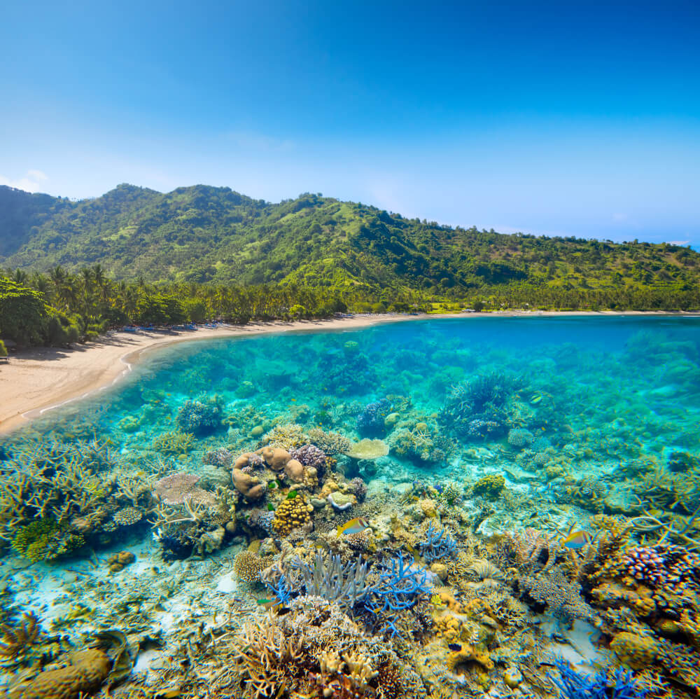 Clear blue water in Lombok, Indonesia showing off the unique marine life